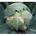 CF11 XJ no.1 60 days early maturity heat resistant f1 hybrid cauliflower seeds